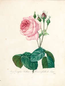 Rosa Centifolia Bullata ، منقوش بواسطة Langlois ، من "اختيار أجمل الزهور وأجمل الفواكه" ، المجلد. أنا ، 1827-1833